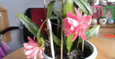 栀子花的养殖方法 栀子花叶子发黄及不开花揭秘