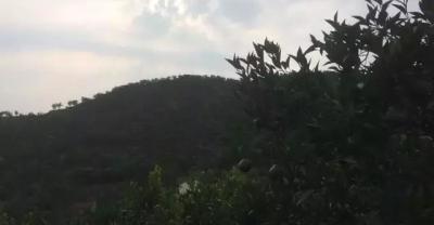 茑萝松的栽培技术与种植手艺