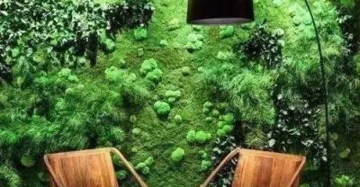 花卉的种植方法及繁殖——大岩桐