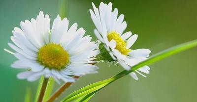 月季花的养殖方法值得收藏 注意三点就能养护