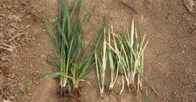 养鸡秘诀：土鸡养殖用点中药刺五加，挣钱挡不住