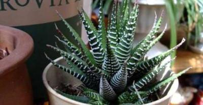 绿植养殖知识:水培富贵竹时一些问题的对策