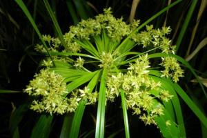 散尾葵观叶还是赏花 散尾葵开花吗