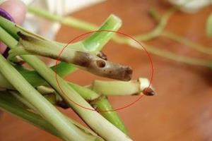 弄清原因对症下药 绿萝烂根怎么办