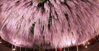 花卉的种植方法及繁殖——空气凤梨