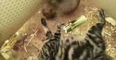 枸骨的盆栽养殖方法 枸骨怎么盆栽种植