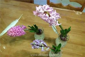 风信子什么时候养好
