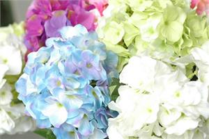 可爱的花团拥簇 绣球花养殖