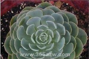 石莲花的养殖方法