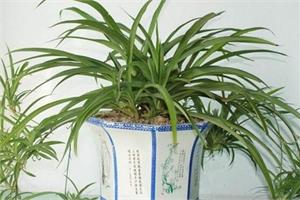 怎么种植吊兰 配好盆土少浇肥