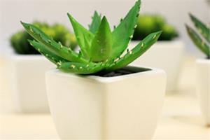 盆栽芦荟如何养 价格贵不贵