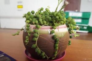 养花如养心 珍珠吊兰的养殖方法