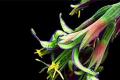 【水塔花】水塔花怎么养