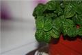 吸毒草的养殖方法 吸毒草怎么养