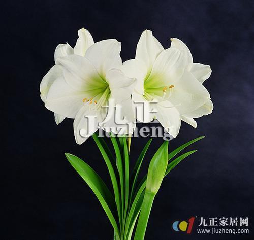 如何防治君子兰常见病虫害