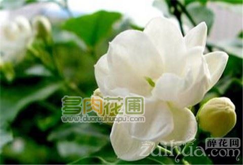 茉莉花盆栽的养殖方法