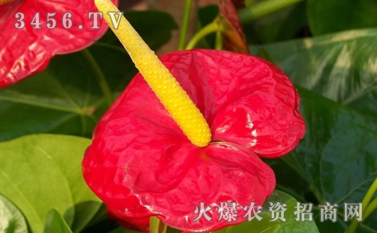 如果防治红掌炭疽病?