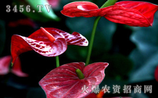 如果防治红掌枝孢叶霉病?