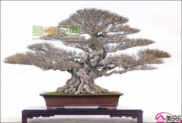 怎样培养苍老的榕树盆景?