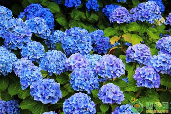 如何繁殖与栽培绣球花？