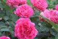 月季花怎么养 月季花的养殖方法简介