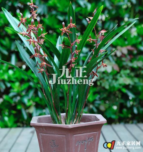 墨兰怎样养护更易开花？