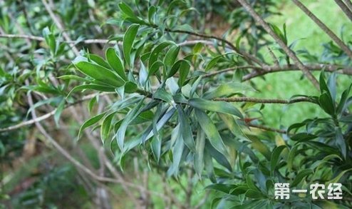 龙血树的繁殖方法