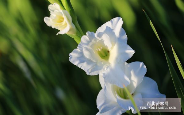 剑兰有哪些病虫害？如何防治？