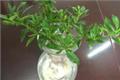 水培栀子花的养护方法