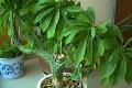 在家种植麒麟掌有毒吗 其养殖方法和注意事项