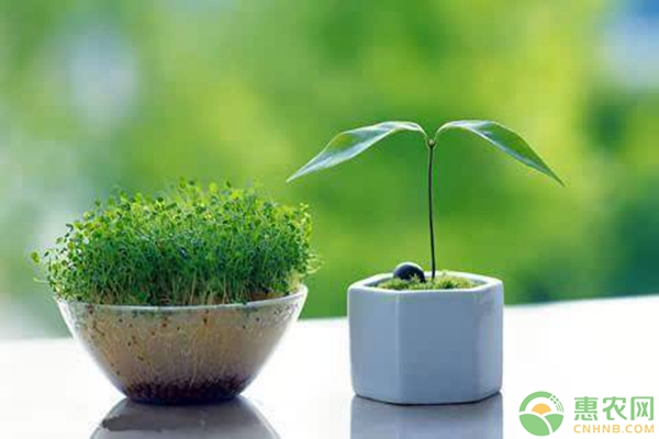 怎样对花卉进行播种繁殖？