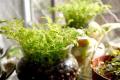 【水养植物怎么养】植物的水养方法