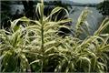 芦竹根的功效以及作用