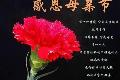 康乃馨代表什么 康乃馨的图片欣赏