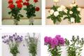 鲜花怎么保鲜 鲜花保鲜方法