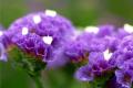 勿忘我花语是什么