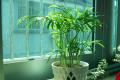 盆栽植物室内风水分析介绍