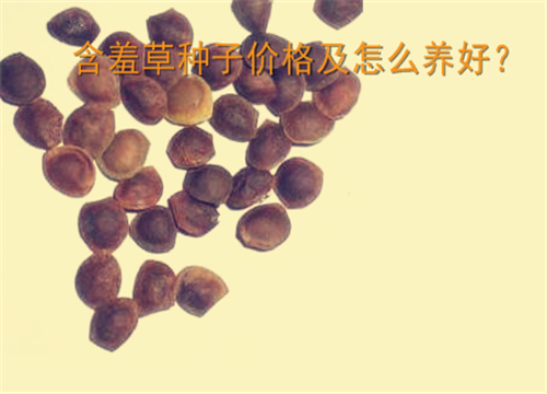 含羞草种子价格一般多少钱一斤？怎么养好？