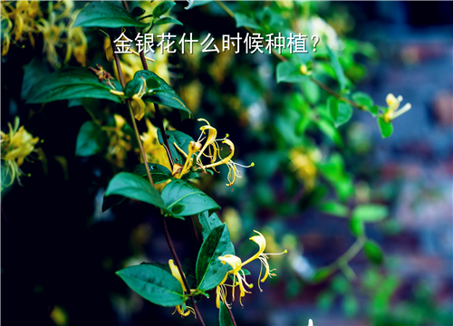 金银花什么时候种植最好?附种植技术要点介绍!