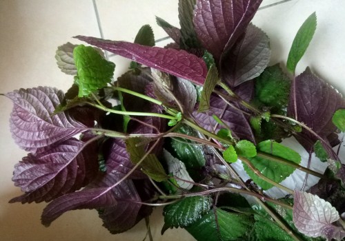 具有特异芳香的紫苏是什么？2019年种植前景如何？