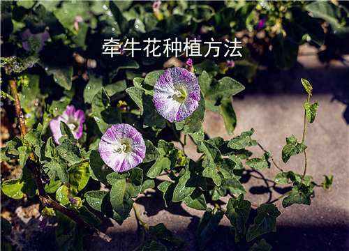 牵牛花什么季节播种最好？盆栽种植方法你都清楚吗？