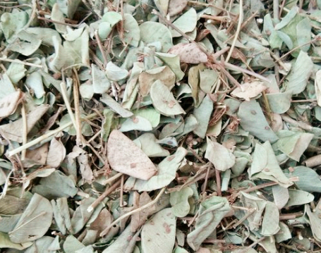 “中药材”金钱草多少钱一斤？怎么种植？