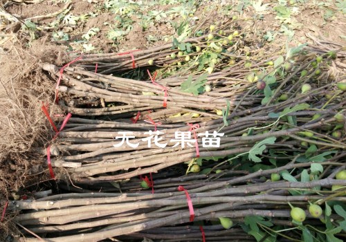 无花果苗的价格是多少钱一棵？详解它的种植方法！