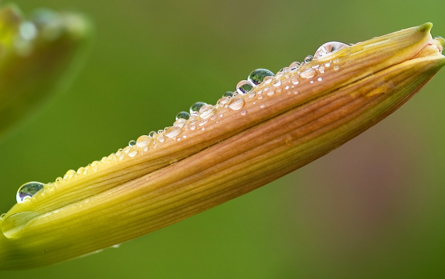 黄花菜种苗多少一株？种植时间和方法是什么？出现病虫害怎么办？