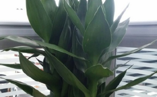 百合目莲花竹的水培方法是什么？和富贵竹的区别？有什么作用？