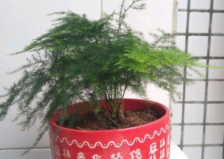文竹养殖要注意些什么?能放在卧室吗?怎么施肥?