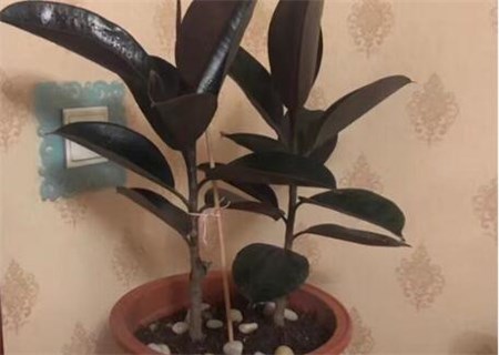 观叶植物橡皮树冬天养护方法有哪些？如何砍头？怎么施肥？