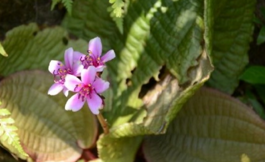 野牡丹科虎颜花怎么养？种子怎么种？怎么繁殖？