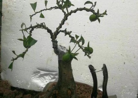柿属金弹子养殖方法有哪些？老桩生根的方法有哪些？苗多少钱一棵？