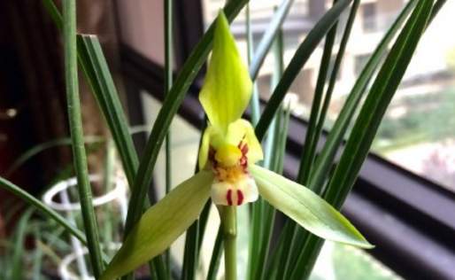 微种子目豆瓣兰与春兰的区别是什么?怎么养护?种植常见问题及解决办法?